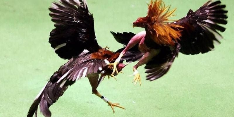 History of cockfighting in Vietnamese culture