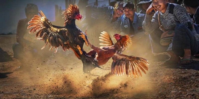 Top style cockfighting and players worth trying!